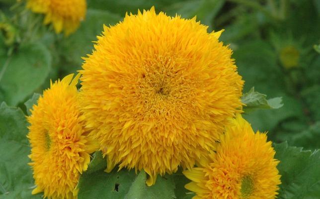 葵花有哪些种类和特点？