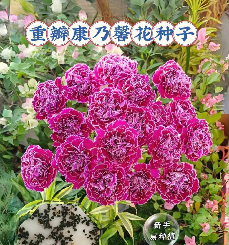 花种子什么时候播种？播种花种子的最佳时间是什么时候？