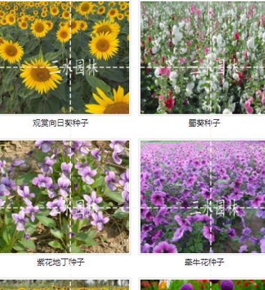 花种子什么时候播种？播种花种子的最佳时间是什么时候？