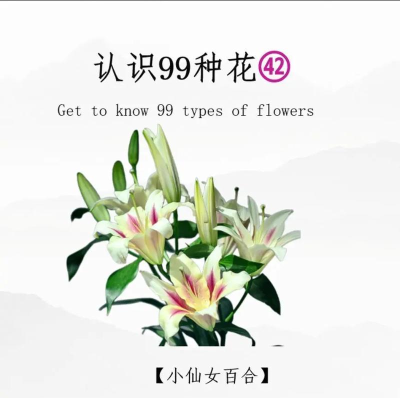 仙女花的养殖要点有哪些？