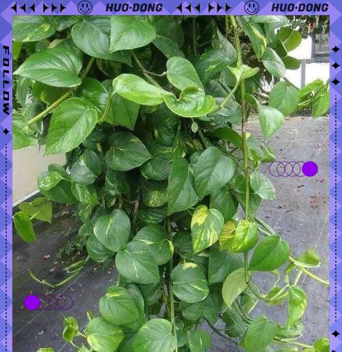 绿萝种植技巧有哪些？怎样才能养出茂盛的绿萝？