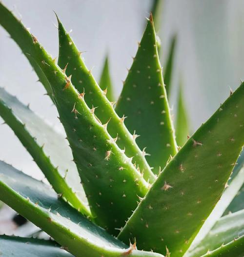 种植芦荟应该选择哪种土壤？如何保持土壤的透气性和肥力？