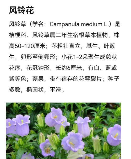 蓝风铃的花语是什么？蓝风铃有哪些特点？