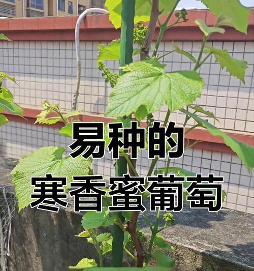 蔫了的盆栽葡萄浇水有用吗？原因是什么？