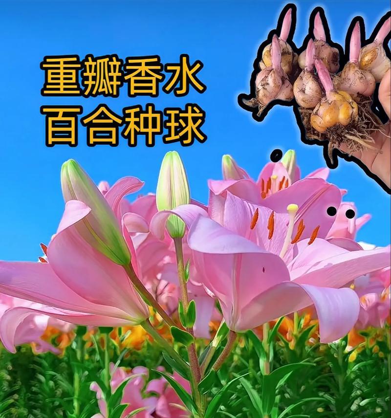 百合花种植方法是什么？如何照料百合花？
