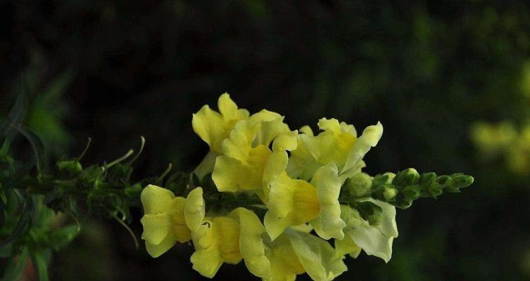金鱼草种植有哪些技巧？如何确保金鱼草长得好？