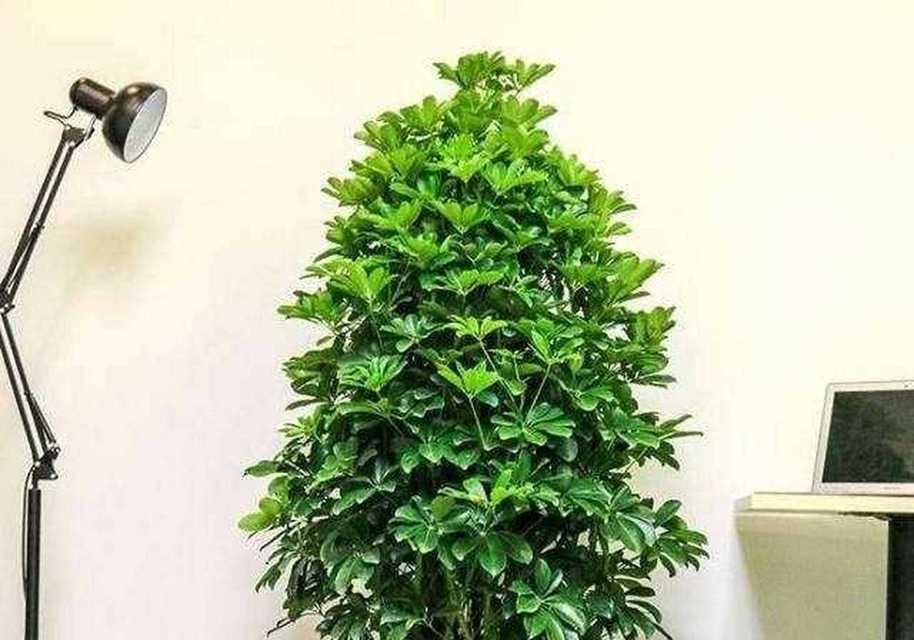 鸭掌木的繁殖方式有哪些？怎样才能成功繁殖鸭掌木？