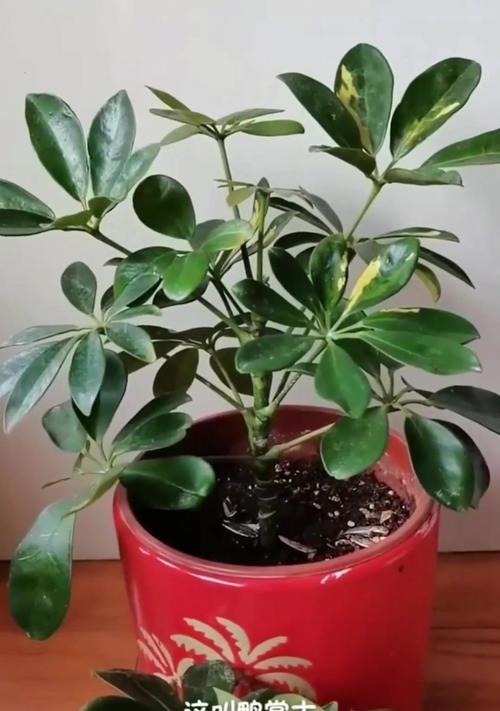 鸭掌木的繁殖方式有哪些？怎样才能成功繁殖鸭掌木？