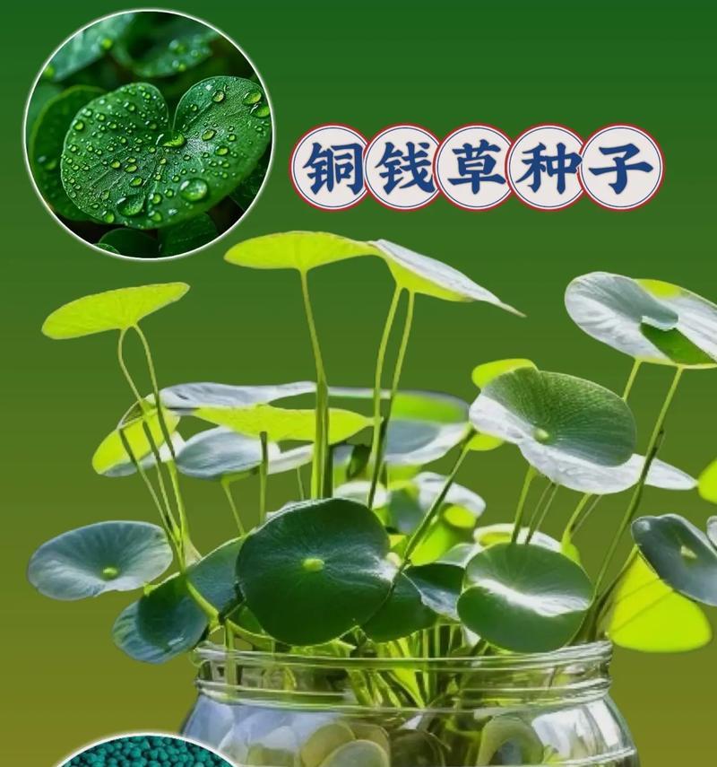铜钱草的特性是什么？如何种植和养护铜钱草？
