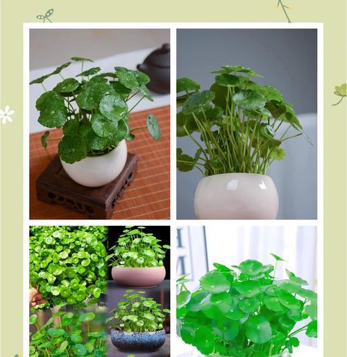 铜钱草的特性是什么？如何种植和养护铜钱草？