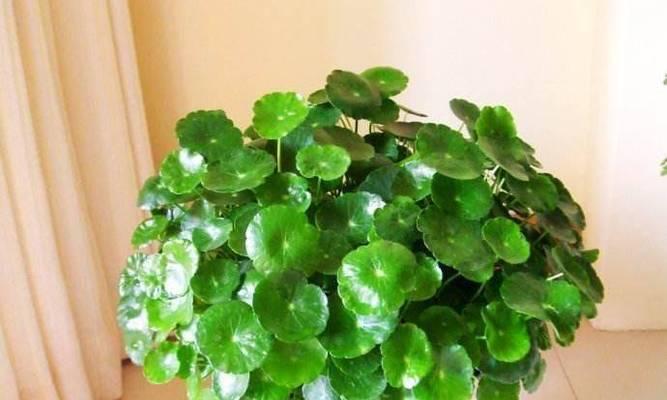 铜钱草的特性是什么？如何种植和养护铜钱草？