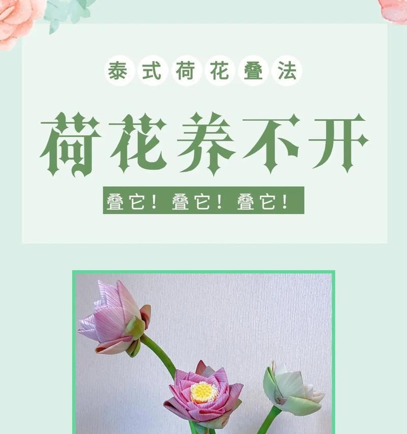 荷叶的正确养护方法是什么？