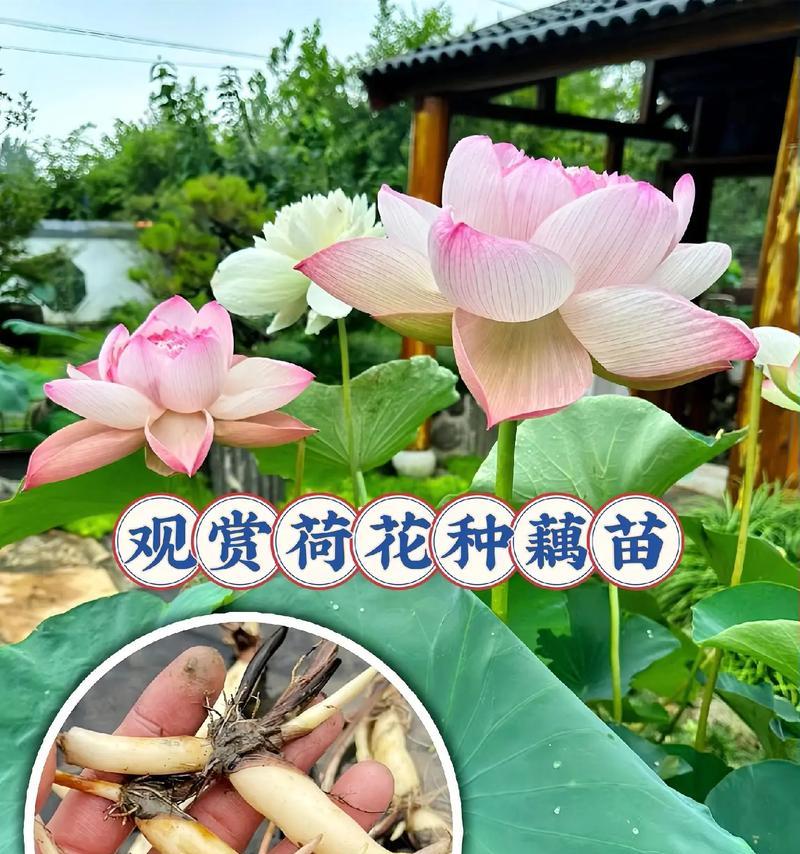 荷叶的正确养护方法是什么？