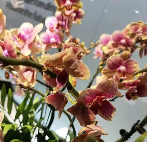 秋季适宜种植的花卉及其养护问题是什么？