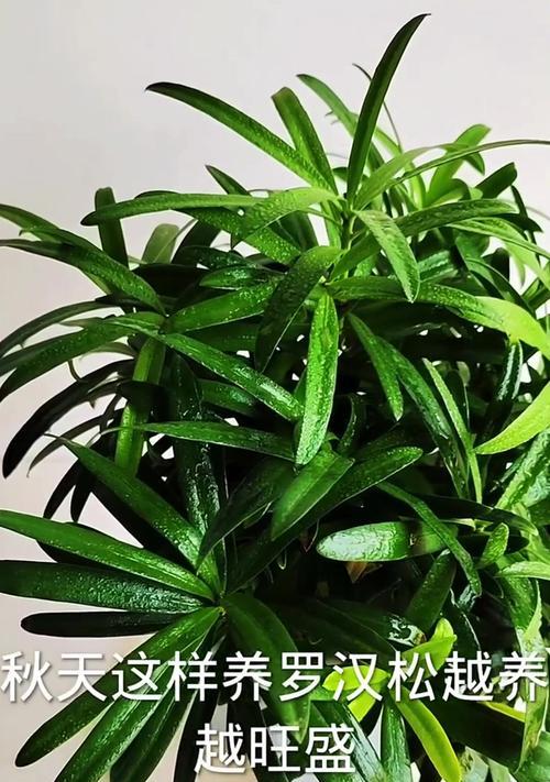 罗汉松盆栽怎么养？罗汉松盆栽的养护技巧有哪些？