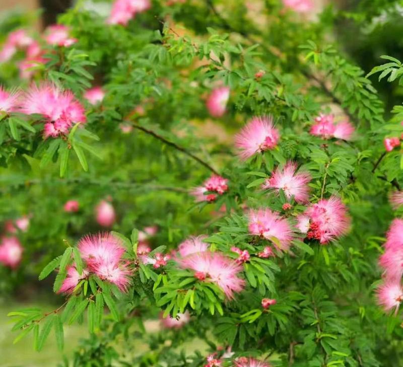 合欢树种子种植方法是什么？