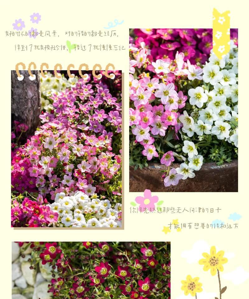 虎耳草的开花季节是什么时候？如何促进其开花？