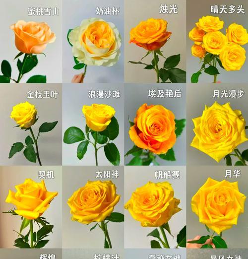 玫瑰花花期是什么时候？如何延长花期？