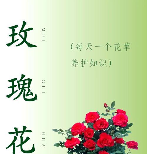 玫瑰花花期是什么时候？如何延长花期？