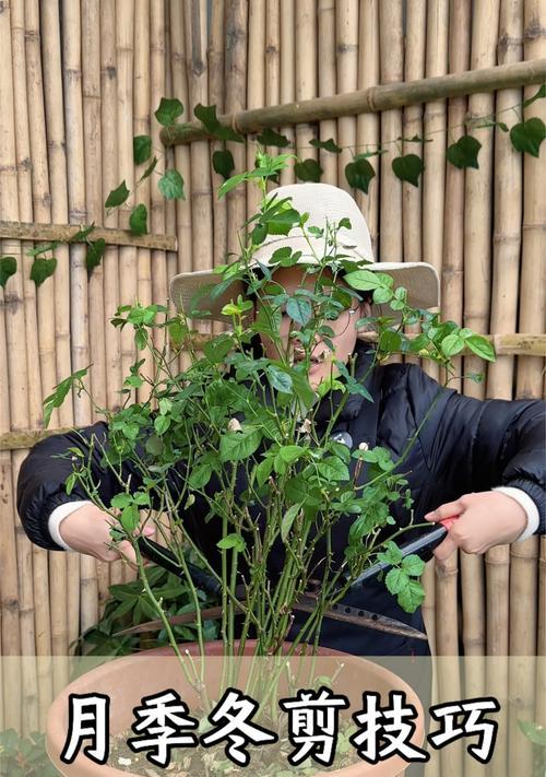 月季花修剪的最佳时机是什么时候？如何正确剪枝？