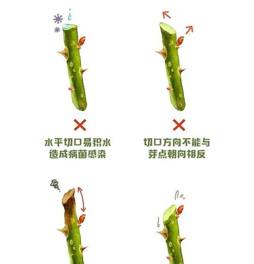 月季花修剪的最佳时机是什么时候？如何正确剪枝？