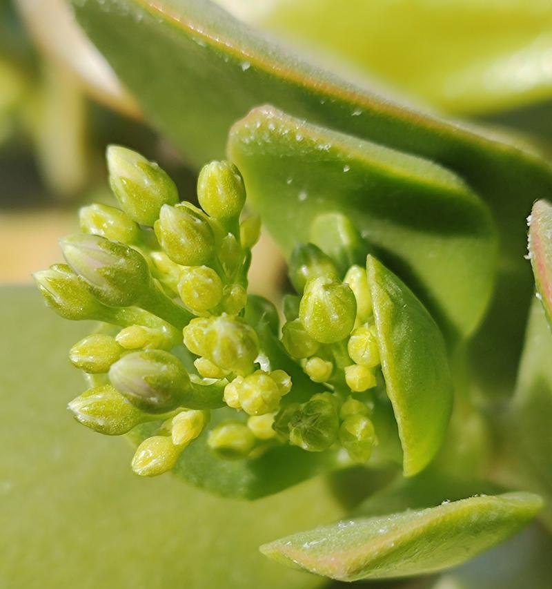 玉树花怎样才能顺利开花？
