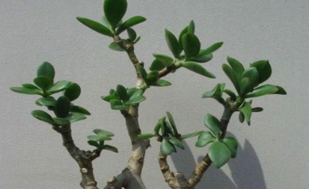 玉树花怎样才能顺利开花？