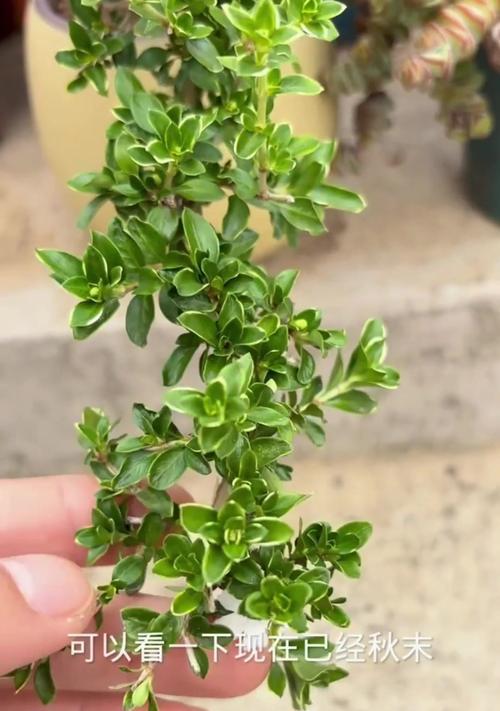 六月雪什么时候开花？六月雪的开花条件是什么？