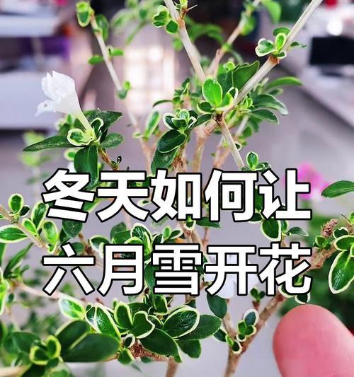 六月雪什么时候开花？六月雪的开花条件是什么？