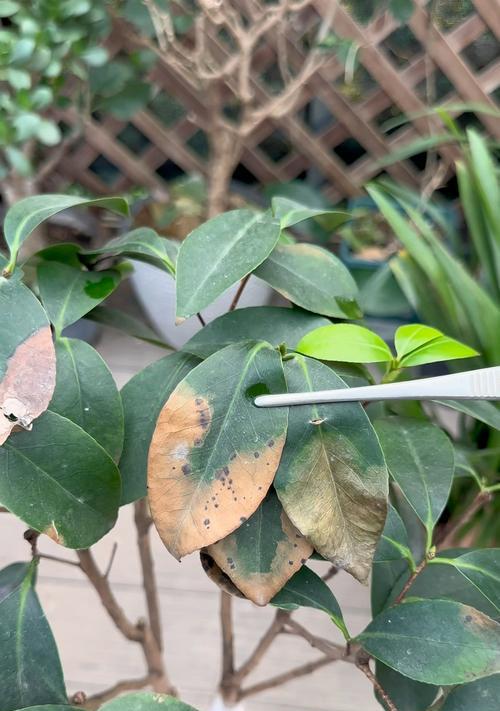 茶花掉叶子如何急救？防止茶花落叶的措施有哪些？