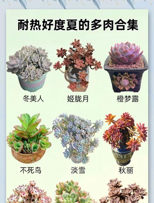 新手养多肉需要注意什么？多肉植物的养护要点是什么？