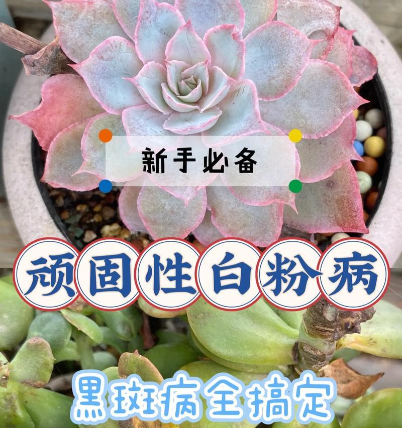 新手养多肉需要注意什么？多肉植物的养护要点是什么？