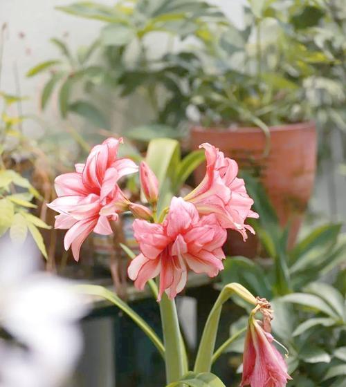 至子花的养殖技巧有哪些？如何让至子花开出美丽的花朵？