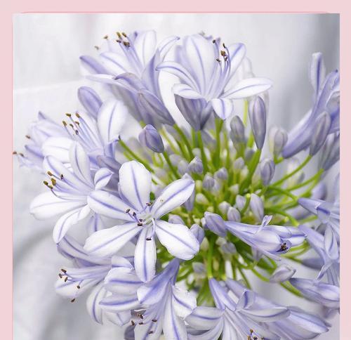 至子花的养殖技巧有哪些？如何让至子花开出美丽的花朵？