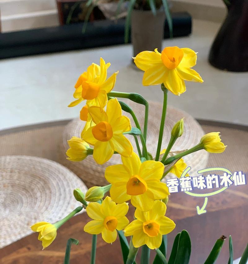 洋水仙开花后的养护方法是什么？如何延长花期？