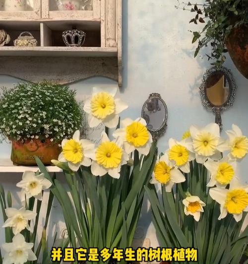 洋水仙开花后的养护方法是什么？如何延长花期？