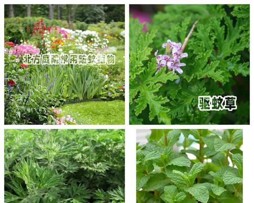 哪些植物具有驱蚊效果？