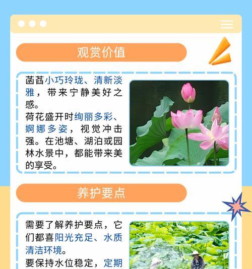 荷花的样子有哪些？不同品种的荷花有何区别？