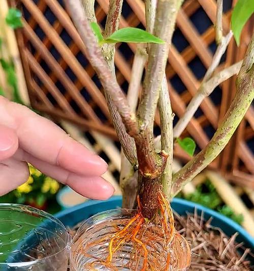豆瓣绿水培生根困难怎么办？
