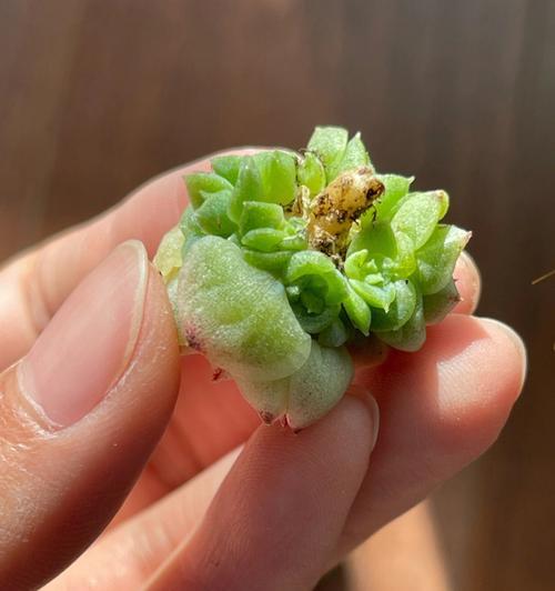 豆瓣绿水培生根困难怎么办？