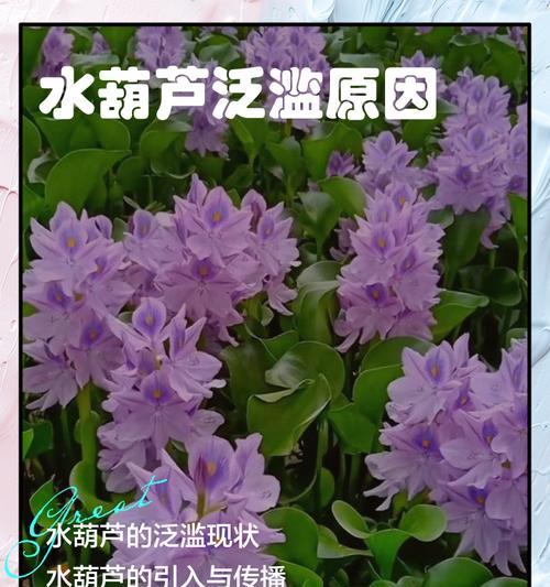 水培水葫芦的日常管理怎么做？如何保持水葫芦健康生长？