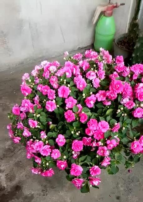 水梅的正确养护方法是什么？如何确保水梅健康生长？