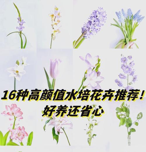 哪些花卉适合水培种植？水培花卉的养护要点有哪些？