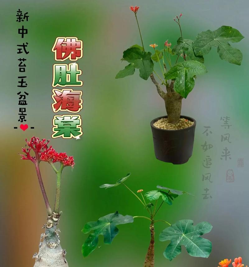 大叶海棠不开花的原因是什么？如何促进开花？