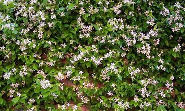 大叶海棠不开花的原因是什么？如何促进开花？