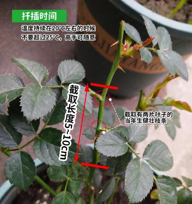 月季插枝的最佳时机是什么时候？月季插枝成功的关键是什么？