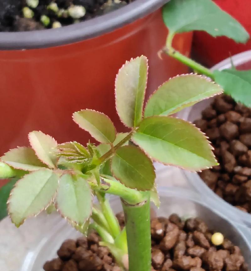 月季插枝的最佳时机是什么时候？月季插枝成功的关键是什么？