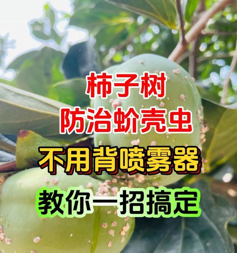 介壳虫的防治方法有哪些？哪种药物最有效？