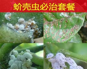 介壳虫的防治方法有哪些？哪种药物最有效？