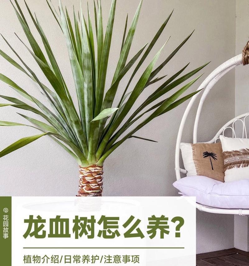 龙血树繁殖方法有哪些？哪种最有效？